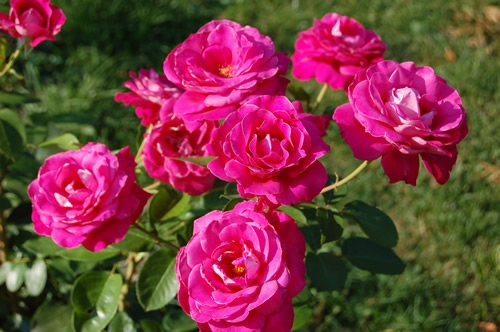 'Manou Meilland ®' rose photo