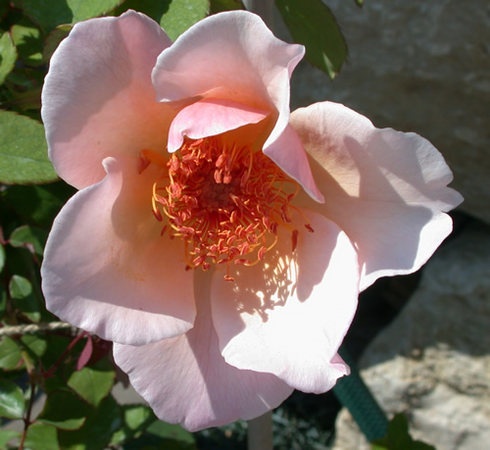 'Meg (Climbing Hybrid Tea, Gosset, 1954)' rose photo