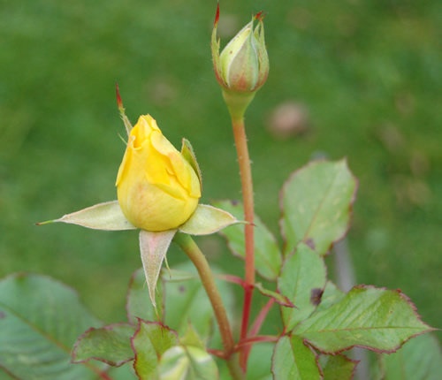 'Mountbatten' rose photo