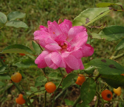 'Old Blush' rose photo