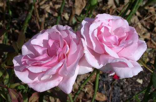 'Beauty Queen' rose photo