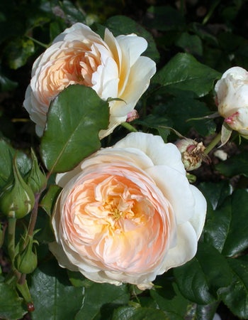 'England's Rose (shrub, Austin 1999)' rose photo