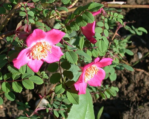 '<i>Rosa majalis</i> Herrmann' rose photo