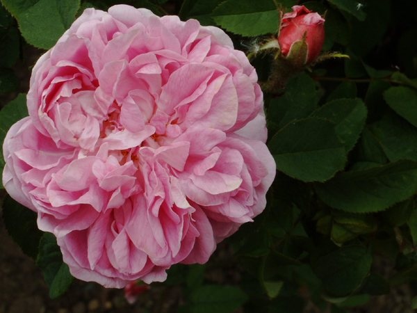 'Comtesse Doria' rose photo