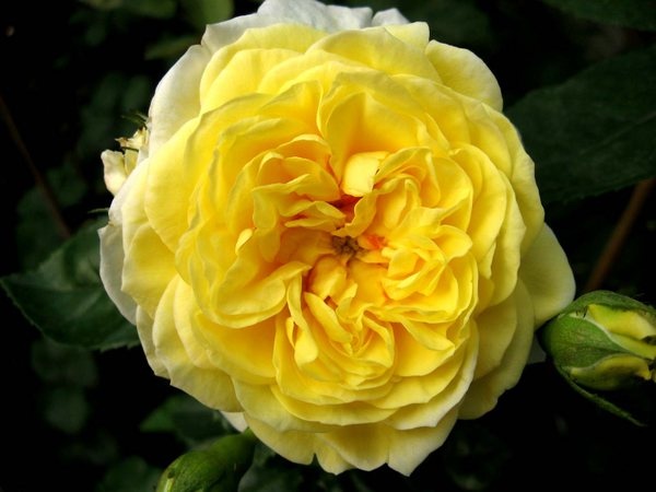 'Janetta' rose photo