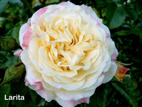 'Larita' rose photo