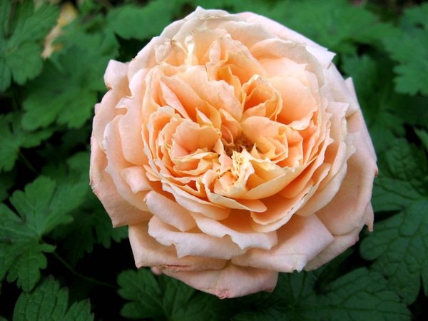 'Marla' rose photo