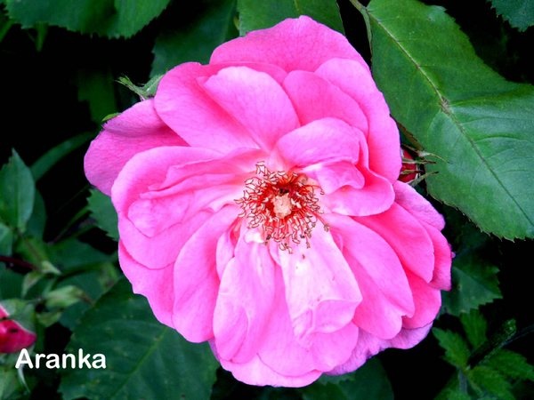 'Aranka' rose photo