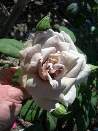 'Grey Pearl' rose photo