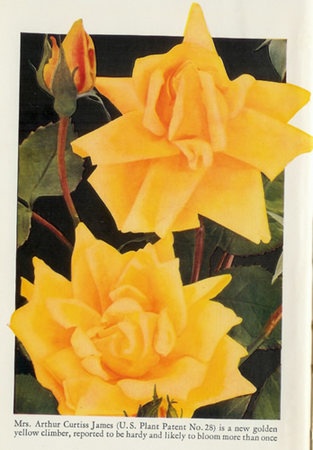 'Mrs. Arthur Curtiss James' rose photo