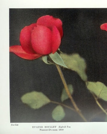 'Eugène Boullet' rose photo
