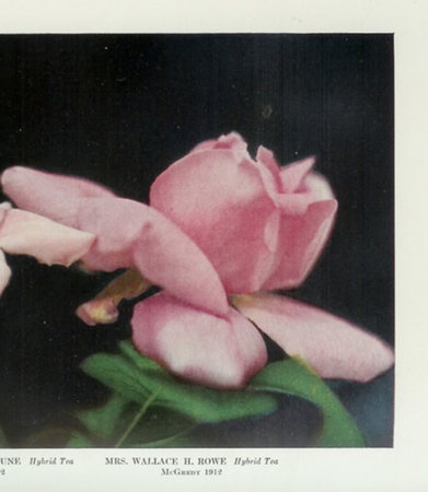 'Mrs. Wallace H. Rowe' rose photo