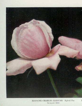 'Madame Charles Lejeune (hybrid tea, Guillot, 1911)' rose photo