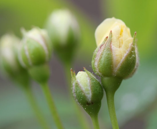 'Yellow Lady Banks' Rose' rose photo