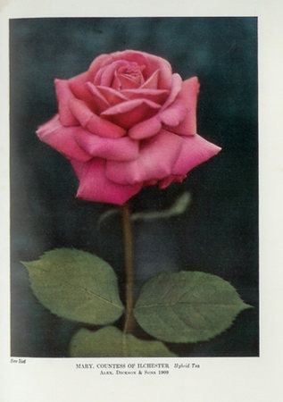'Mary, Countess of Ilchester' rose photo