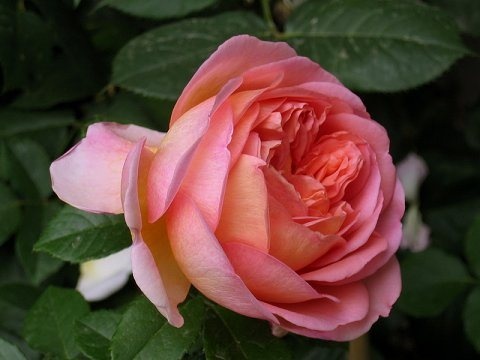 'Abraham Darby' rose photo