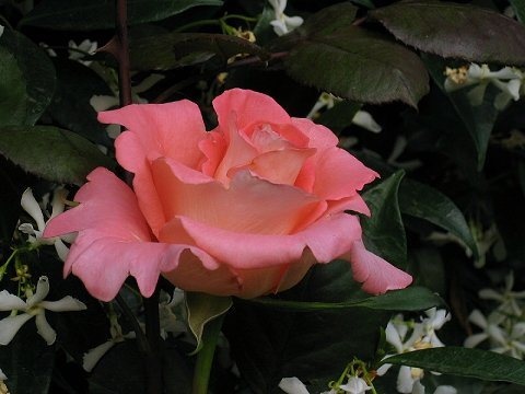 'Prestige de Lyon' rose photo