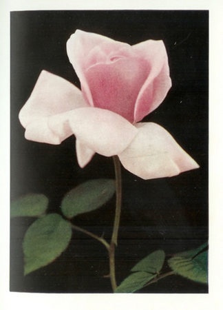 'Lady Alice Stanley' rose photo