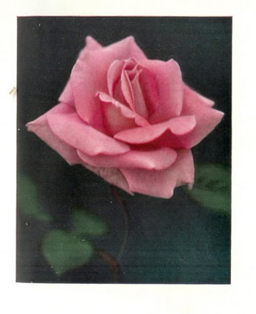 'Killarney' rose photo