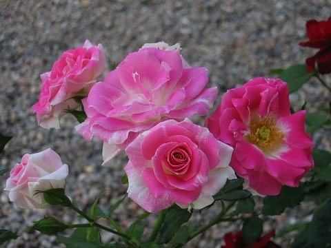 'Regensberg (floribunda, McGredy 1973)' rose photo