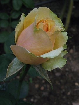 'Azafran ®' rose photo