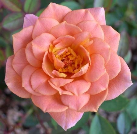 'Cinnamon Delight ™' rose photo