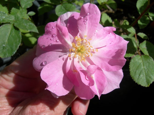 'CDXLB2' rose photo