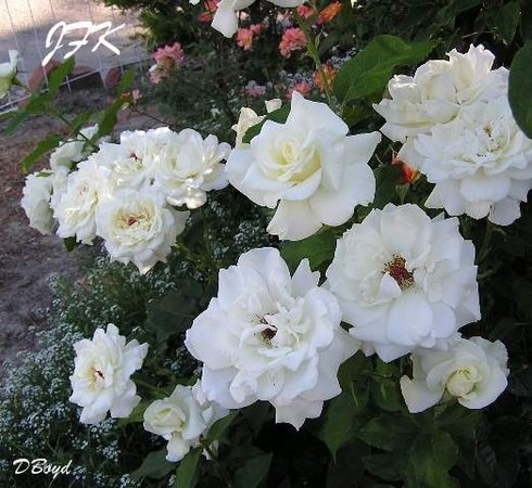 'John F. Kennedy' rose photo