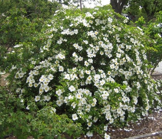 'Cherokee Rose' rose photo