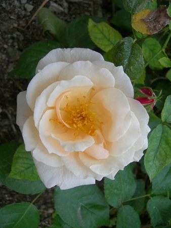 'Chanelle' rose photo