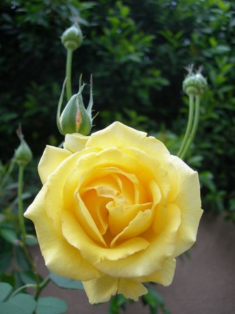 'Roberta Bondar' rose photo