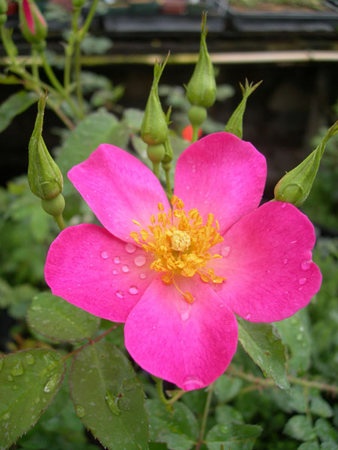 'LCXSL' rose photo