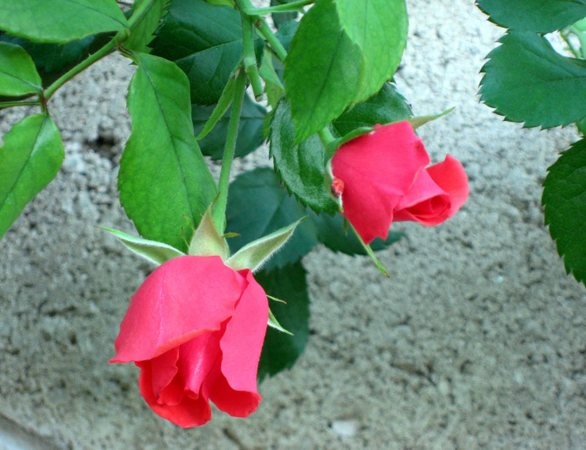 'Blaze of Glory (climber, Zary, 2005)' rose photo