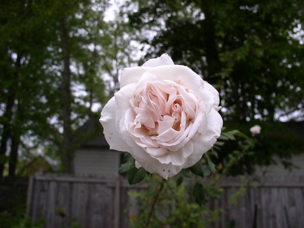 'Helena™ (hybrid tea, Poulsen, 1997)' rose photo