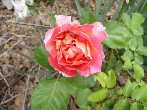 'Condesa de Sástago (hybrid tea, Dot 1930)' rose photo