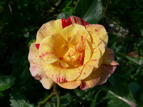 'Edgar Degas ®' rose photo