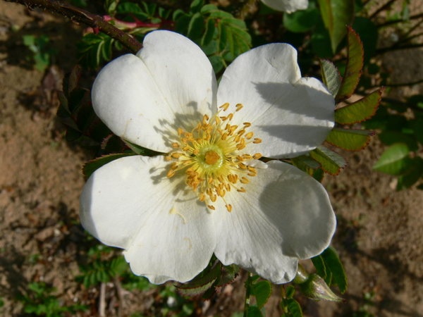 '<i>Rosa omeiensis</i> 'Pteracantha'' rose photo
