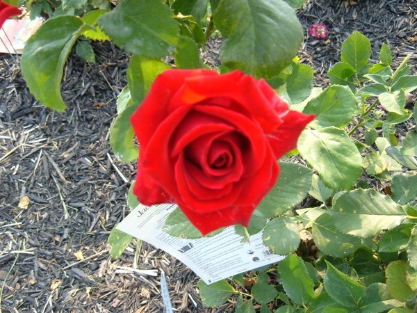 'Veterans' Honor®' rose photo