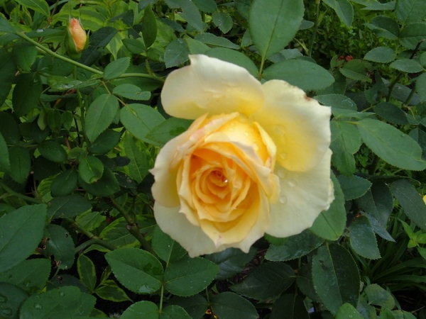 'Solstice ®' rose photo