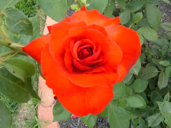 'Camara ®' rose photo