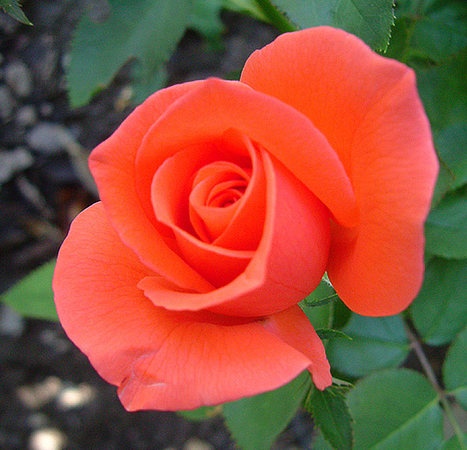 'Tropicana' rose photo