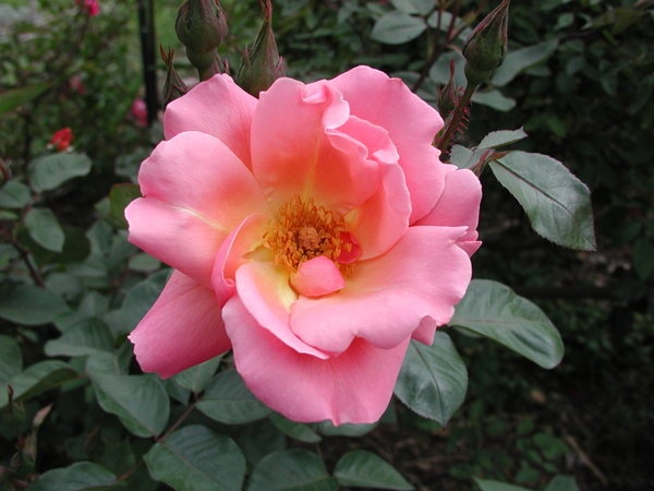 'Maytime (shrub, Buck, 1975)' rose photo