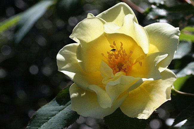 'Windrush' rose photo