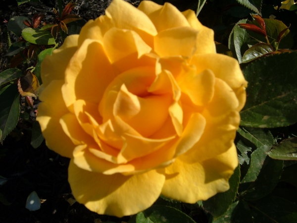 'Julia Child ™ (Floribunda, Carruth, 2004)' rose photo