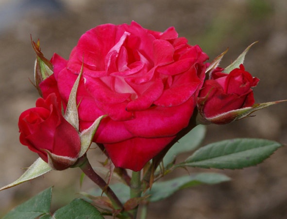 'Aristocrat ™ (miniature, White 2002)' rose photo