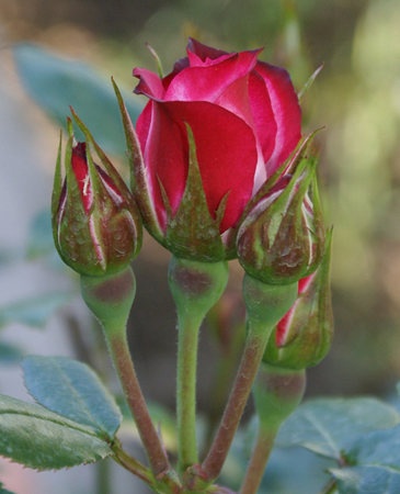 'Kristin (miniature, Benardella 1992)' rose photo