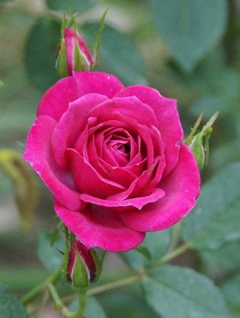 'Norwich Sweetheart ™' rose photo