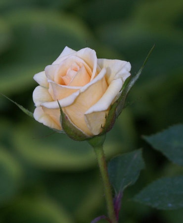 'Sam Trivitt' rose photo