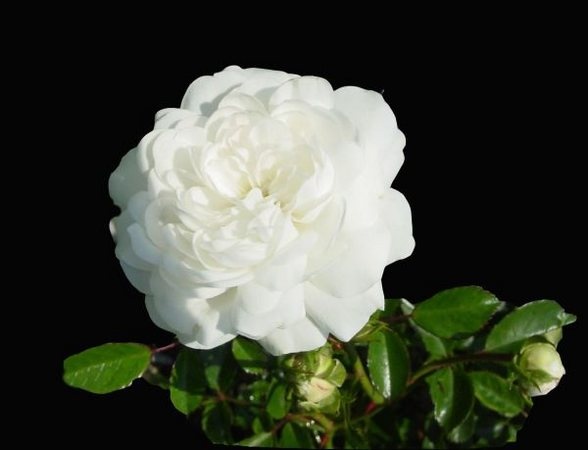 'Ivory Carpet ™' rose photo