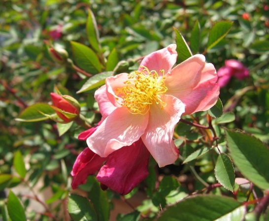 '<i>Rosa chinensis</i> f. <i>mutabilis</i> Rehder' rose photo